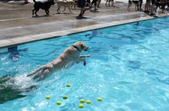 farmit dohod dot na rocket pool gibkij depozit