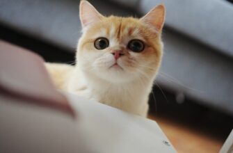kak deklarirovat pribyl ot bitkoina v uzbekistane shtrafy