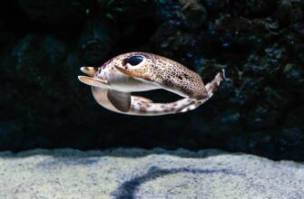 passivnyj dohod avax na kraken staking nizkij risk