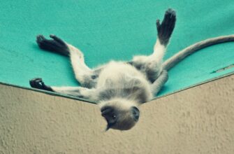 poluchit pepe airdrop na arbitrum masshtabnyj