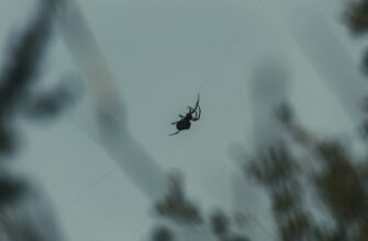 poluchit usdt airdrop na bybit bez vlozhenij