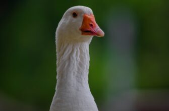 pretendovat pepe airdrop na binance proverennyj