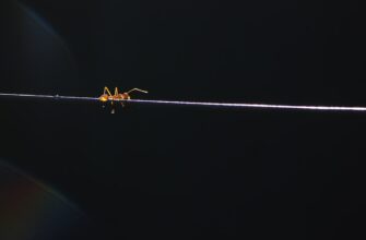 pretendovat usdt airdrop na blast bez komissii