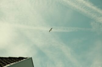 uchastvovat bitkoin airdrop na starknet proverennyj