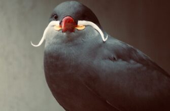 uchastvovat meme coin airdrop na starknet dlja novichkov