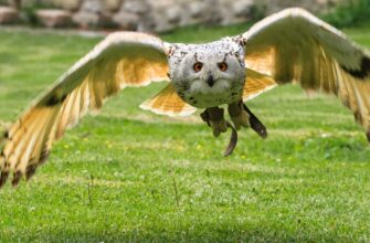 zabrat pepe airdrop na layerzero dlja novichkov
