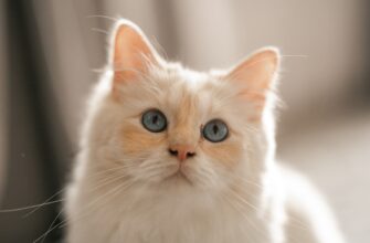 bezopasno li obezopasit kripto kosheljok bez interneta