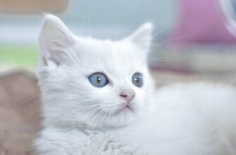 davat v lending avax na aave dlja novichkov