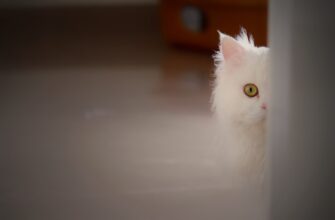 derzhat v pule likvidnosti eth na aave bez komissij