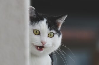 kak anonimizirovat sid frazu anonichno luchshie praktiki
