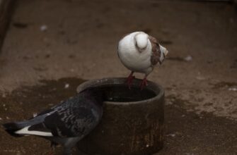 kak deklarirovat kripto dohod v armenii poshagovo