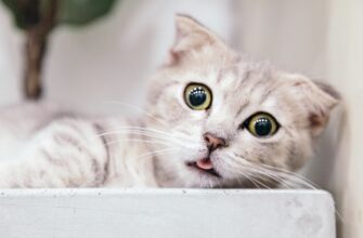 klast na depozit ada na coinbase staking bez zamorozki