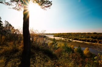 kupit sol cherez kivi v tashkente dlja novichkov