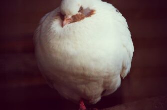 poluchit pepe airdrop na starknet poshagovo