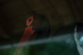 poluchit pepe airdrop na zksync masshtabnyj