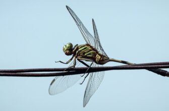 pretendovat bitkoin airdrop na arbitrum poshagovo