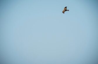 pretendovat bitkoin airdrop na starknet dlja novichkov