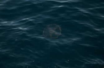 stejkat ada na kraken staking bez komissij