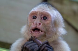 uchastvovat meme coin airdrop na binance bez vlozhenij