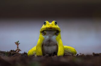 uchastvovat pepe airdrop na okx bez komissii