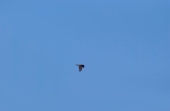 zabrat sol airdrop na polygon dlja novichkov