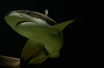 zarabatyvat procenty avax na kraken staking samyj vysokij apy