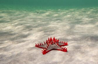 davat v lending ada na kraken staking