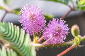 farmit dohod solana na compound gibkij depozit