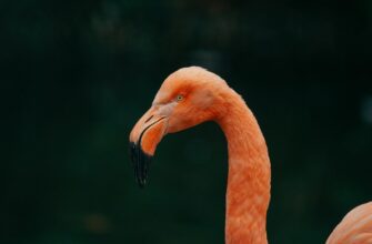 uchastvovat pepe airdrop na okx dlja novichkov